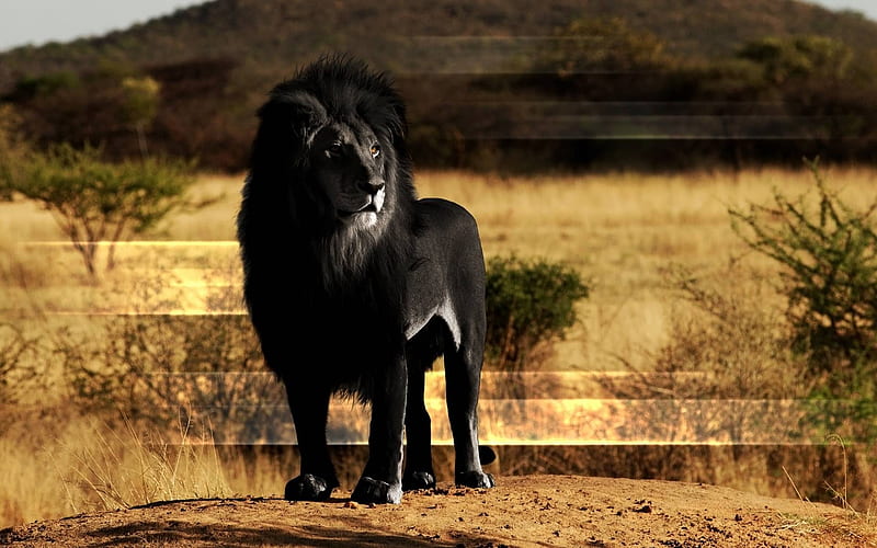 León negro, guays, divertidas, gatos, leones, animales, Fondo de pantalla  HD | Peakpx