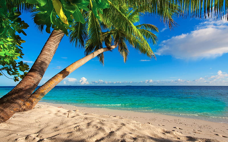 Seychelles, beach, palm trees, sea, tropical islands, travel, HD wallpaper