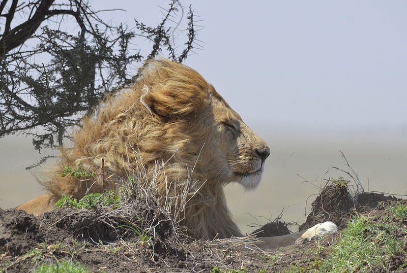 At the Mercy of Mother Nature, Serengeti, Mammalia, Panthera, Lion, Carnivora, Felidae, HD wallpaper