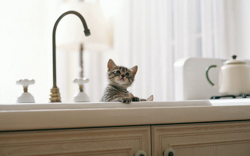 kitten, baby, sink, kitchen, HD wallpaper