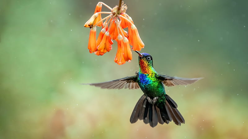 Humming-bird, hummingbird, orange, bird, flower, pasari, colibri, HD wallpaper