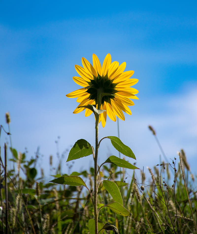 sunflower, flower, petals, yellow, field, HD phone wallpaper