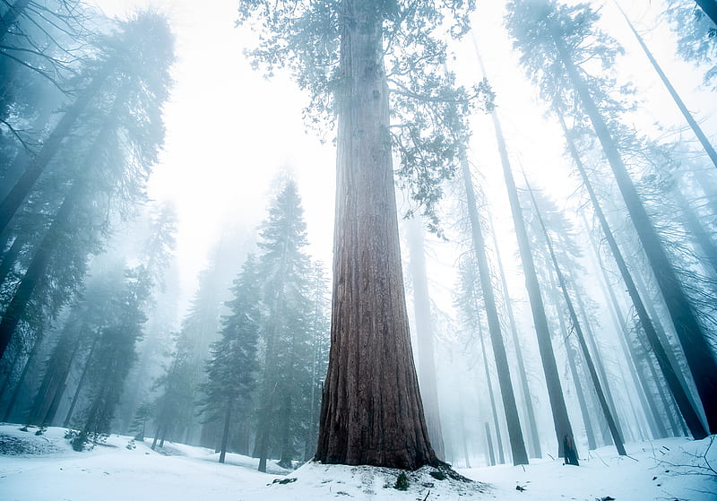 sequoia, tree, forest, fog, winter, HD wallpaper