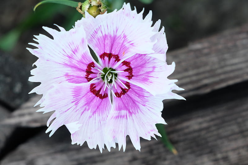 Violet, red and pink flower, HD wallpaper | Peakpx