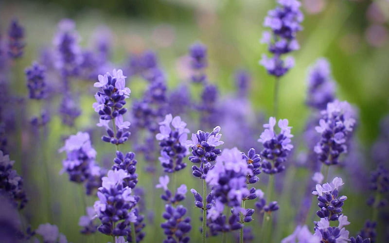 lavender flowers field- graphy, HD wallpaper
