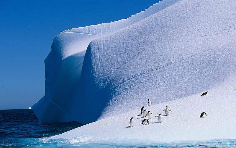 Happy Antarctic penguins 01, HD wallpaper