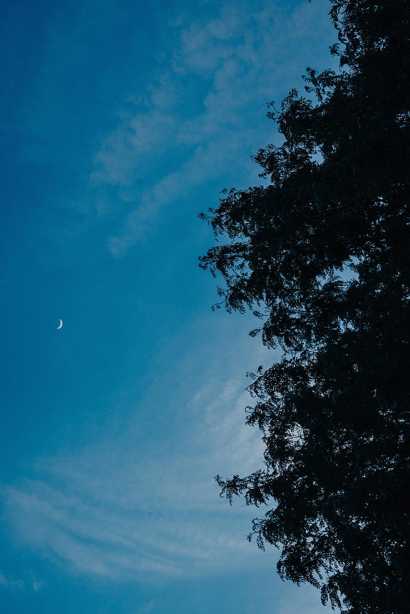 moon, branches, tree, sky, HD phone wallpaper