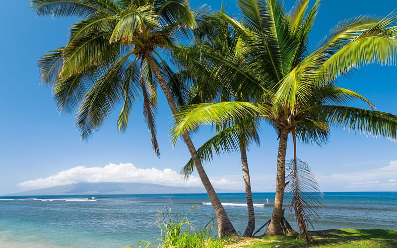 Hawaii Beach, beach, hawaii, ocean, nature, palm, island, trees, sea