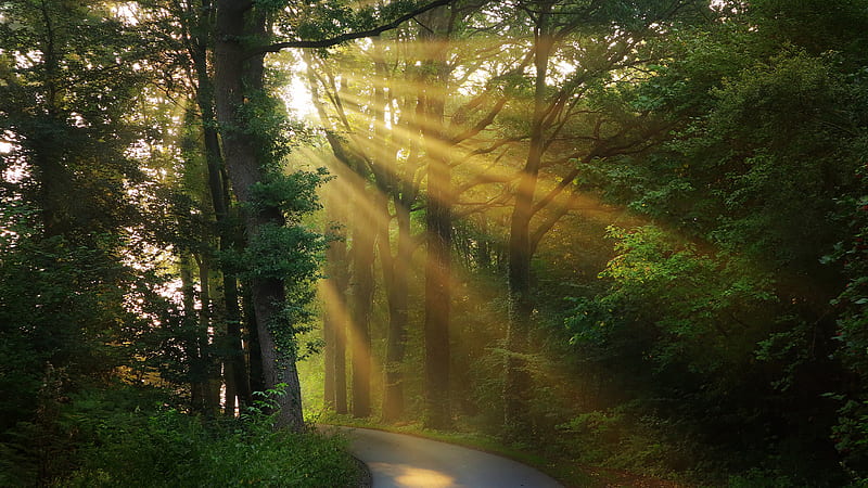 Forest Road And Morning Sunbeam Between Trees Nature, HD wallpaper