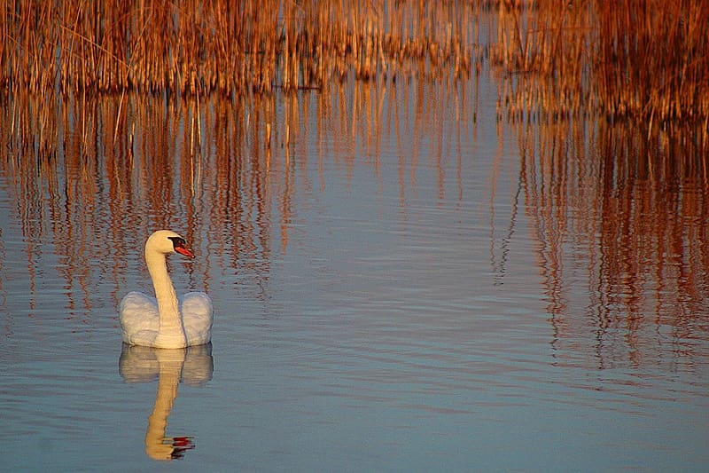 Swan on the lake, tavak, visszaverodes, vizi madar, hattyu, hattyu a tavon, napkelte, nad, HD wallpaper