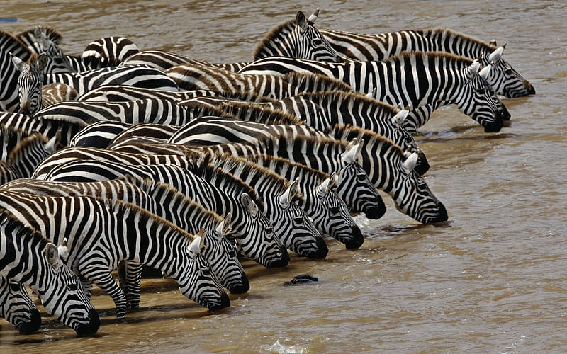 Zebra Drinking Hole, Water, Zebra, Black, White, Animals, HD wallpaper