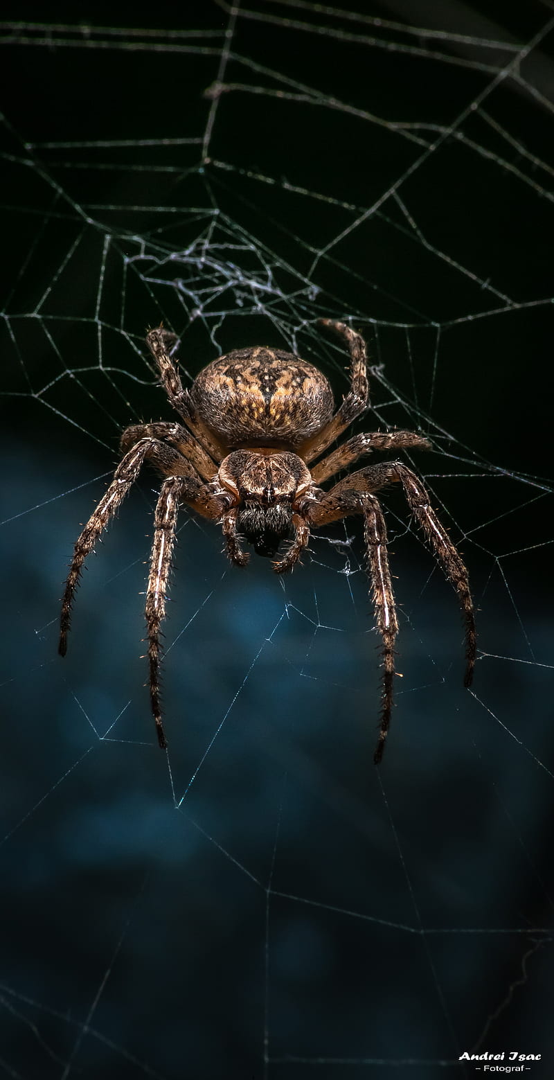 38 Spider Web Wallpaper HD  WallpaperSafari