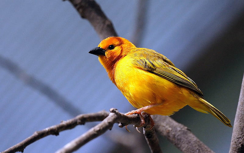 yellow bird-, HD wallpaper