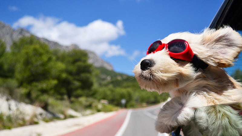 Dog With Glasses, dog, glasses, animals, funny, HD wallpaper