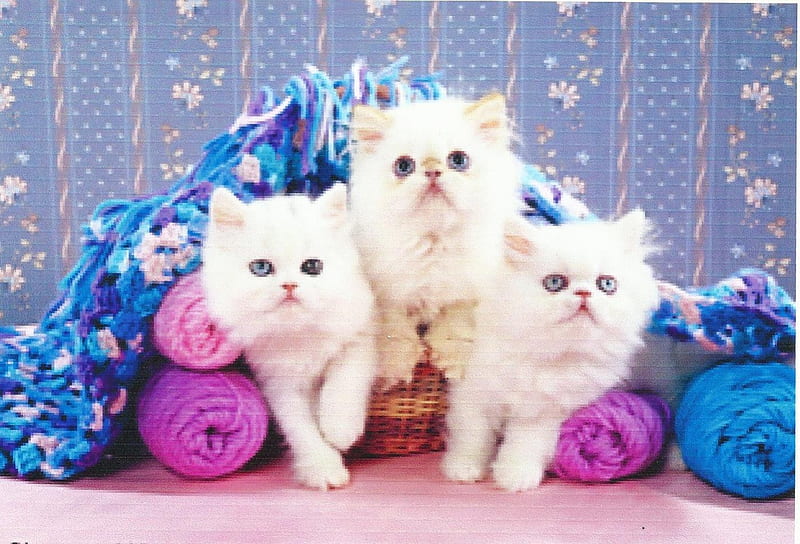 Three persian kittens, cute, persian, paws, yarn, kittens, HD wallpaper