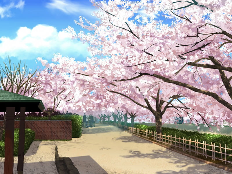 Cherry Blossoms Path, fence, sakura blossom, shade, plant, floral, cherry blossom, housse, blossom, anime, path, pink, sakura, cloud, lovely, shadow, sky, wall, building, tree, flower, nature, petals, HD wallpaper