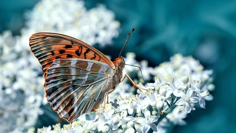 Butterfly, mustafa ozturk, fluture, orange, insect, flower, white, blue, HD wallpaper