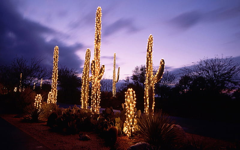 Christmas Cactus, cactus, christmas, deserts, lights, HD wallpaper
