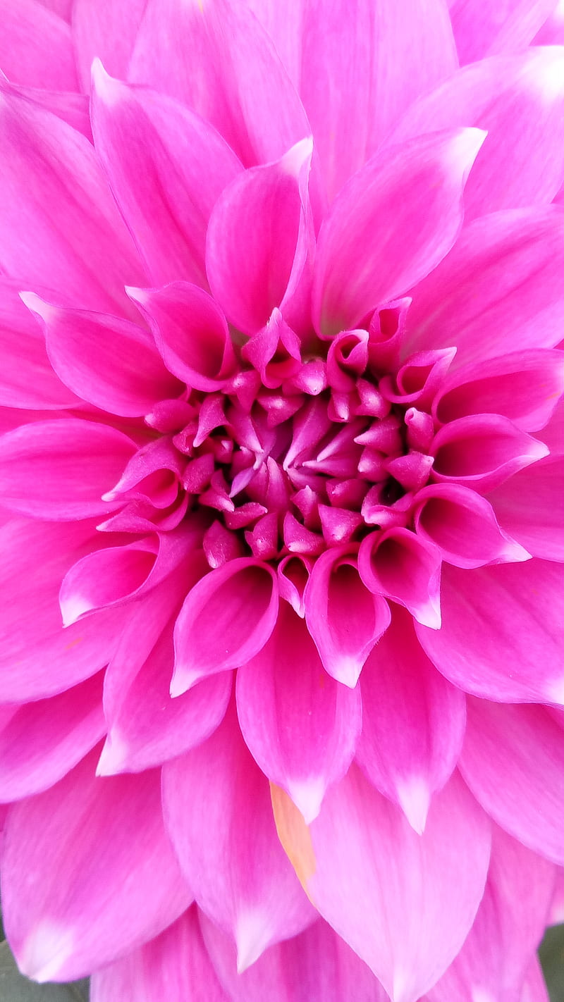 Dahlia, flower, pink, HD phone wallpaper