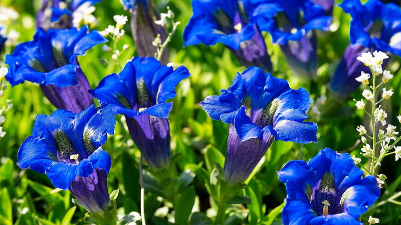 Blue Gentian Flowers Flowers, HD wallpaper