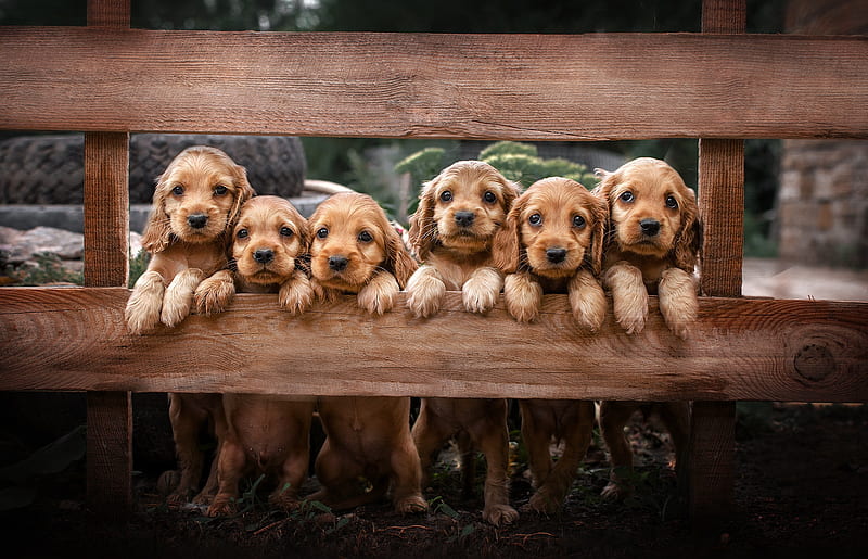 Dogs, Cocker Spaniel, Baby Animal, Dog, Pet, Puppy, HD wallpaper