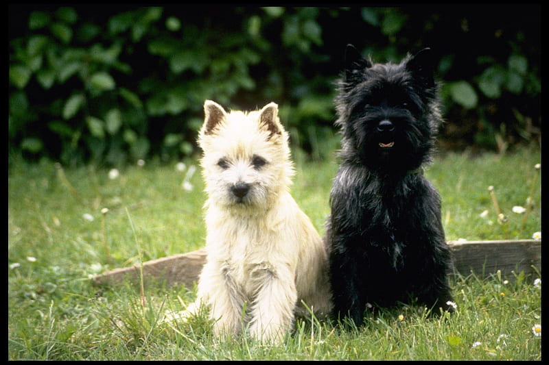 Cairn Terrier Puppies, cairn terriers, puppies, grass, trees, dogs, HD wallpaper