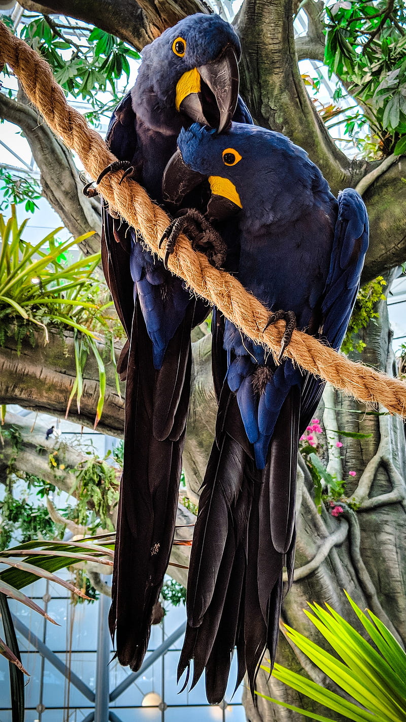 Hyacinth Macaws , parrots, birds, couple, love, HD phone wallpaper
