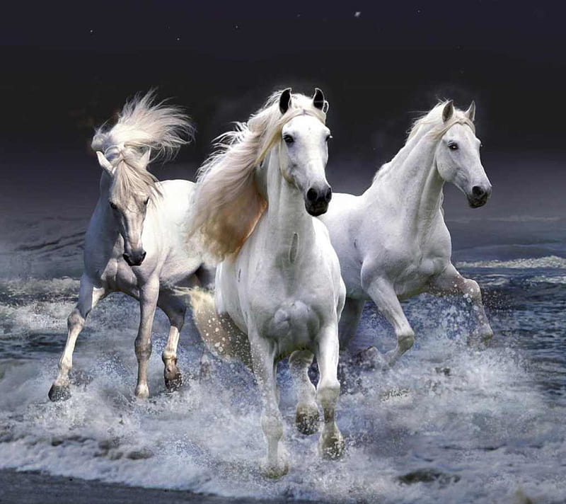 Trio Horse Splash, beach, horses, ocean, three, water, white, HD wallpaper