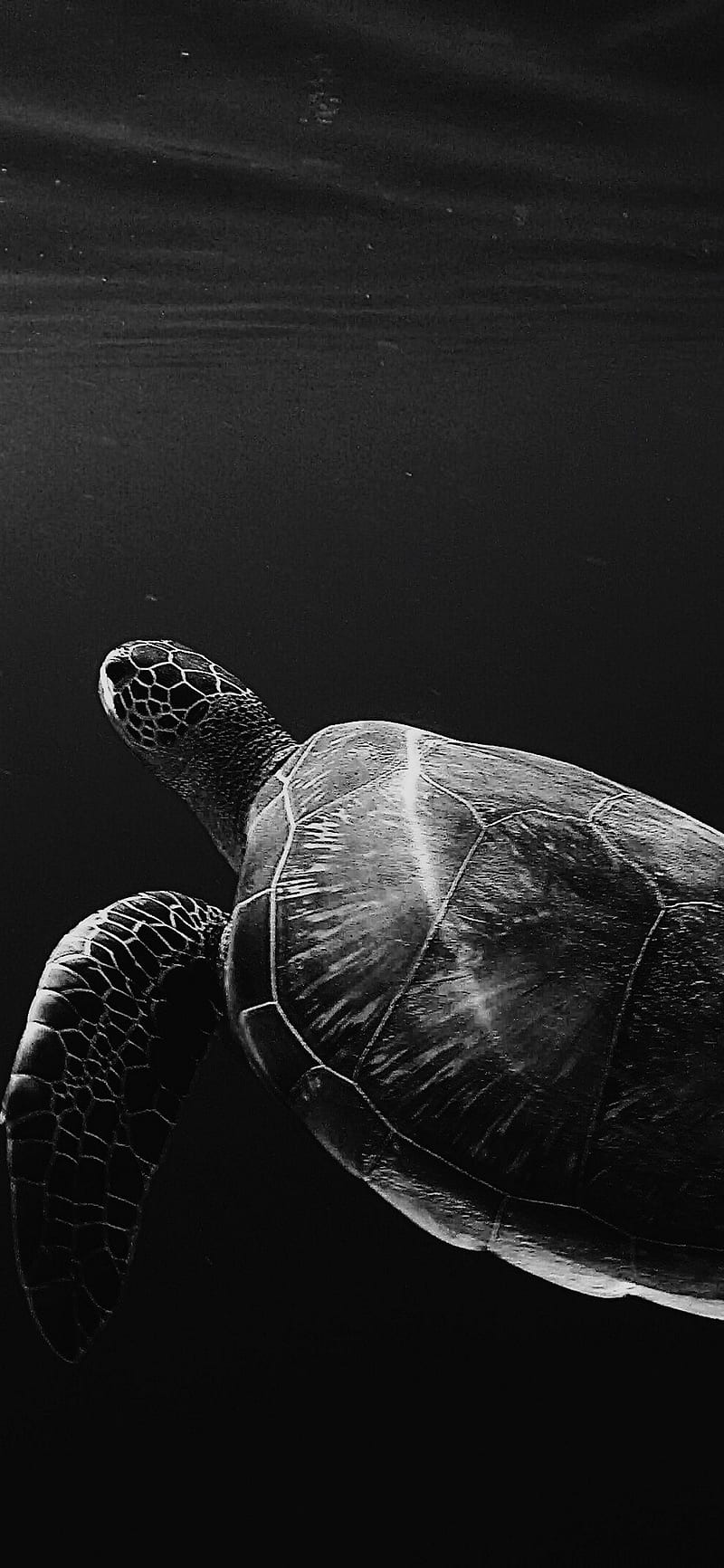 IPhone Black Turtle, creatures, eating, ocean, pizza, sea, turtles, HD phone wallpaper