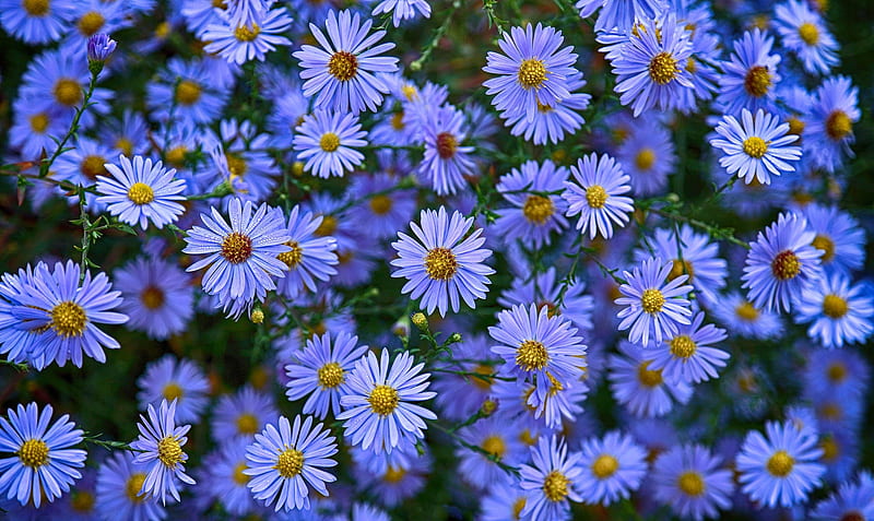 Flowers, green, texture, flower, summer, yellow, asters, blue, HD wallpaper
