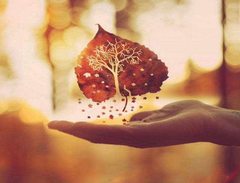 ✿Small autumn Leaf✿, time, autumm, tress, hand, leaf, HD wallpaper