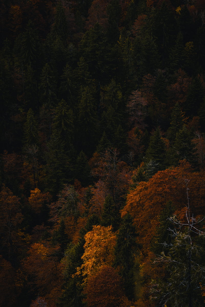 trees, forest, autumn, aerial view, HD phone wallpaper