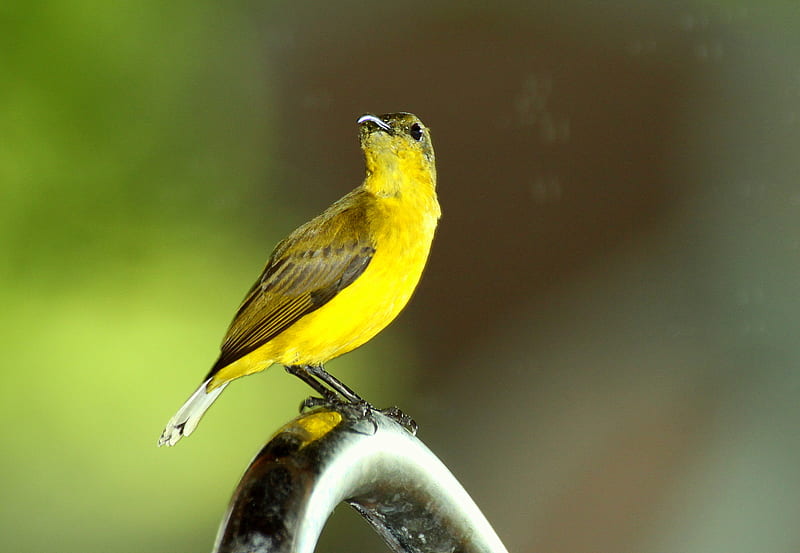 paya-indah, cool, bird, yellow, HD wallpaper