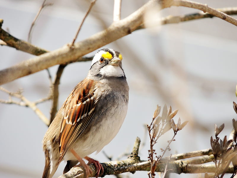 White-Throated Sparrow, Animal, Tree, Spring, graphy, Sparrow, Bird, White Throated, HD wallpaper