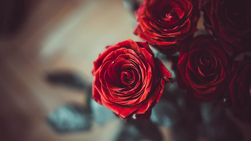 Roses, flower, red, rose, sindy strife, trandafir, HD wallpaper