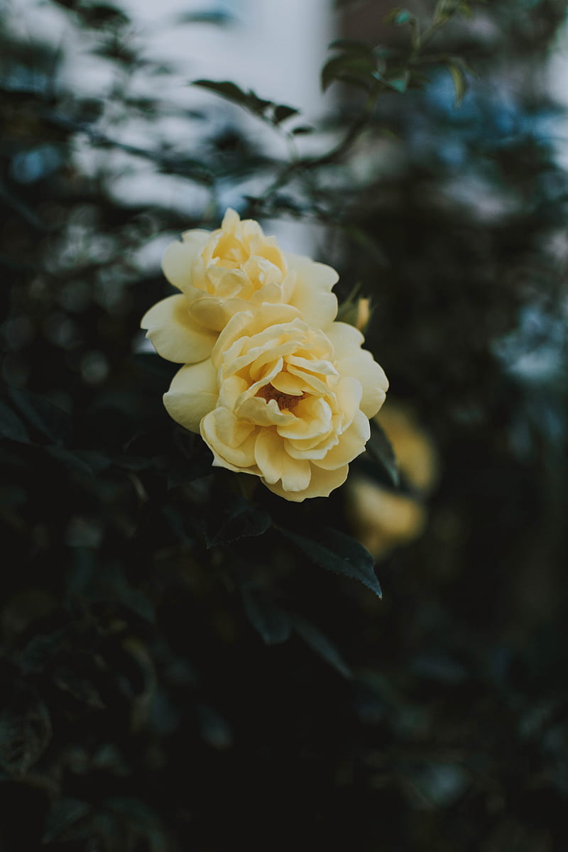 rose, flowers, yellow, closeup, bloom, HD phone wallpaper