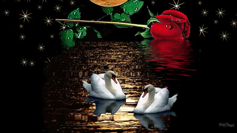 Evening Swans, red rose, stars, water, full moon, birds, lake, swans, night, HD wallpaper