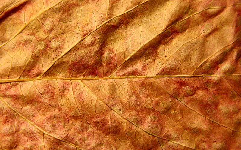 yellow leaf macro, leaf textures, leaves, close-up, leaves texture, leaf pattern, autumn leaves, HD wallpaper