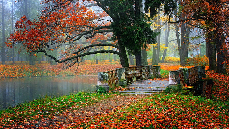 Concrete Bridge Between Colorful Autumn Park With Fallen Dry Leaves Nature, HD wallpaper