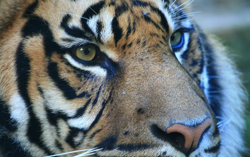 Tiger Eyes, animal, best, cool, new, HD wallpaper