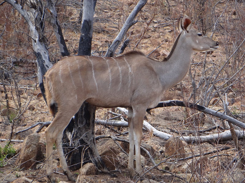Kudu (F), South Africa, Kudu, Game reserve, Pilandsberg, HD wallpaper