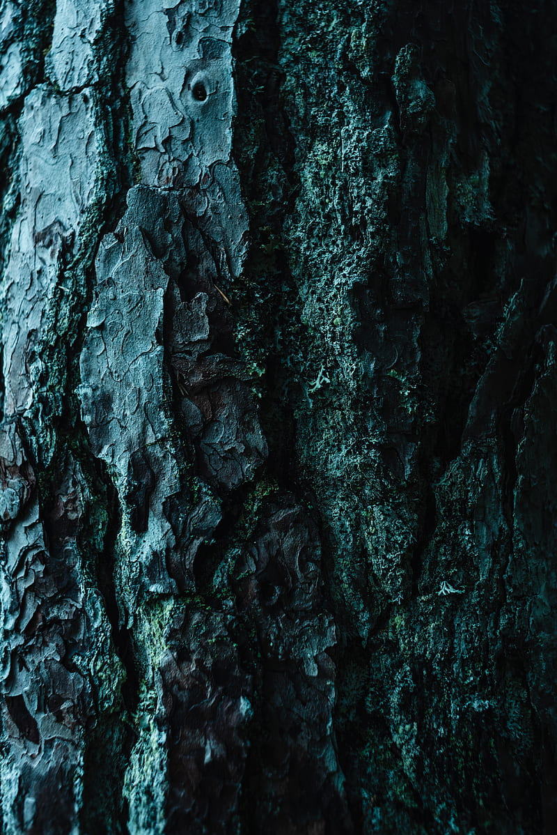 bark, tree, embossed, dark, surface, HD phone wallpaper
