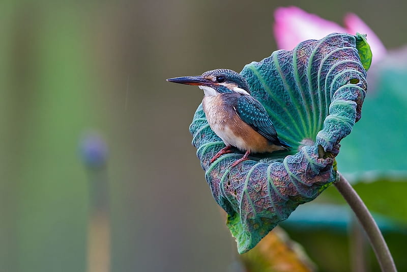 Kingfisher, bird, green, pasare, flower, blue, HD wallpaper