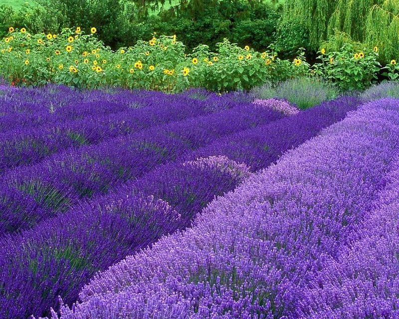 Splendid Lavender Flower, flowrs, splendid, nature, fields, lavender, HD wallpaper