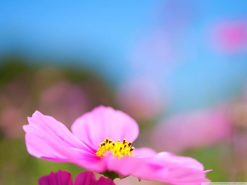 The cuteness of Cosmos, flower, cosmos, pink, field, HD wallpaper