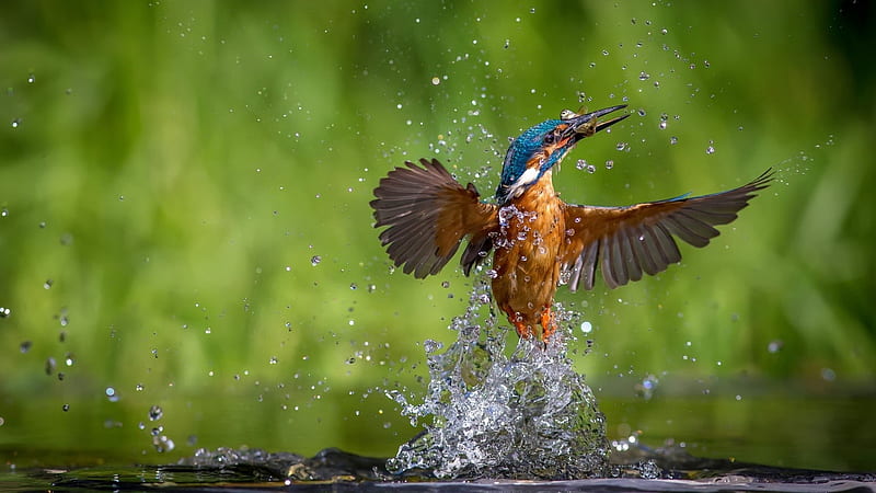 Kingfisher Is Catching Fish From Water Flying Up In Green Background Birds, HD wallpaper