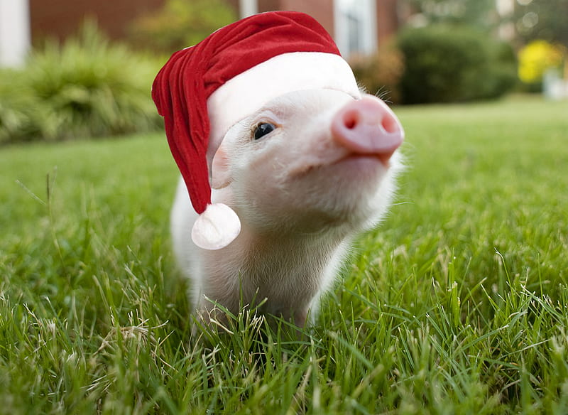 santa piggy, cute, pig, graphy, christmas, holiday, pink, animal, HD wallpaper