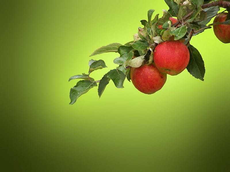 An Apple A Day, red, autumn, leaves, green, apples, branch, HD wallpaper