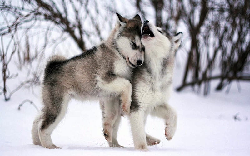 Wolf Pups Playing In The Snow, Snow, Winter, White, gris, Two, Wolves, HD wallpaper