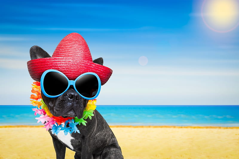 Happy Summer Day!, red, vacation, sun, caine, animal, summrr, sea, hat,  card, HD wallpaper | Peakpx
